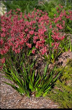 APII jpeg image of Anigozanthos 'Pink Joey'  © contact APII