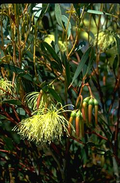 APII jpeg image of Eucalyptus eremophila  © contact APII