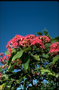 APII jpeg image of Corymbia ptychocarpa  © contact APII