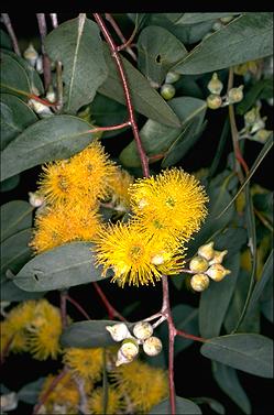 APII jpeg image of Eucalyptus woodwardii  © contact APII