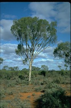 APII jpeg image of Flindersia maculosa  © contact APII