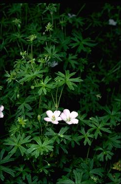 APII jpeg image of Geranium neglectum  © contact APII