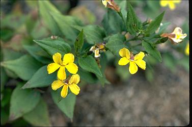 APII jpeg image of Goodenia ovata  © contact APII