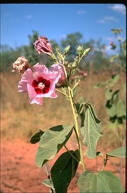 APII jpeg image of Gossypium australe  © contact APII