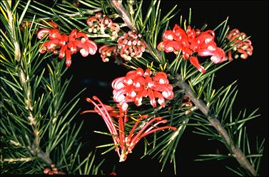 APII jpeg image of Grevillea 'Canberra Gem'  © contact APII