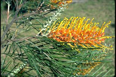 APII jpeg image of Grevillea 'Honey Gem'  © contact APII