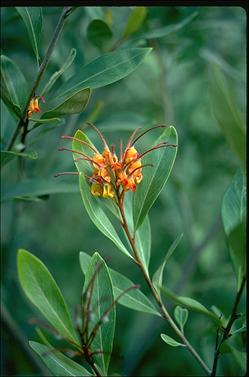 APII jpeg image of Grevillea 'Orange Marmalade'  © contact APII