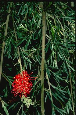 APII jpeg image of Grevillea banksii 'Ruby Red'  © contact APII