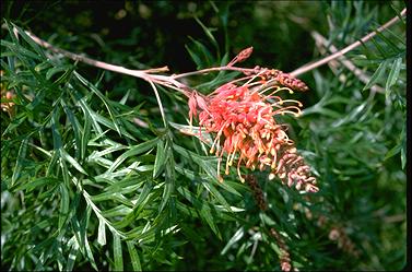 APII jpeg image of Grevillea 'Superb'  © contact APII