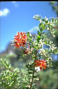 APII jpeg image of Grevillea alpina  © contact APII