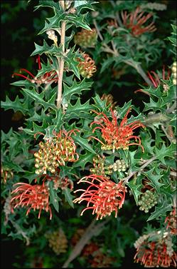 APII jpeg image of Grevillea aquifolium  © contact APII