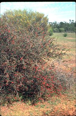 APII jpeg image of Grevillea astericosa  © contact APII