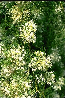 APII jpeg image of Grevillea biternata  © contact APII