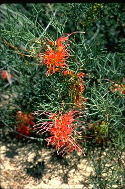 APII jpeg image of Grevillea dielsiana  © contact APII