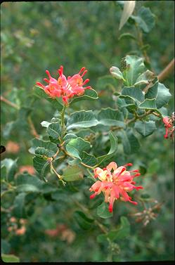 APII jpeg image of Grevillea insignis  © contact APII