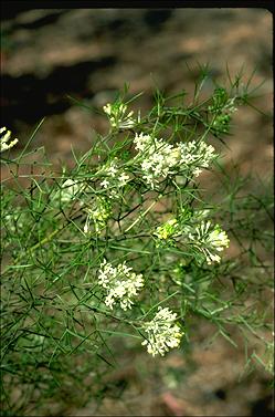 APII jpeg image of Grevillea paniculata  © contact APII