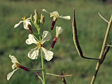 APII jpeg image of Raphanus raphanistrum  © contact APII