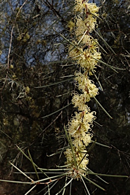 APII jpeg image of Hakea tephrosperma  © contact APII