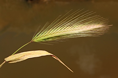 APII jpeg image of Hordeum glaucum  © contact APII