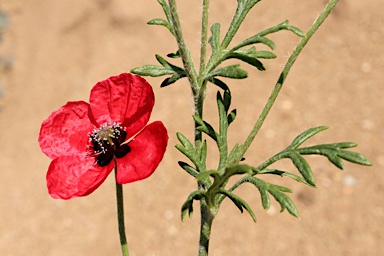 APII jpeg image of Papaver hybridum  © contact APII