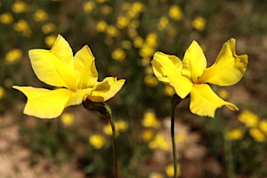 APII jpeg image of Goodenia pinnatifida  © contact APII