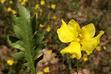 APII jpeg image of Goodenia pinnatifida  © contact APII