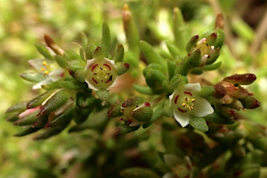 APII jpeg image of Crassula decumbens  © contact APII