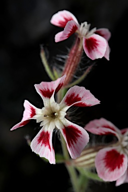 APII jpeg image of Silene gallica var. quinquevulnera  © contact APII