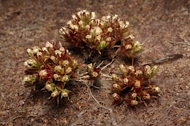 APII jpeg image of Hyalosperma demissum  © contact APII