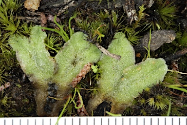 APII jpeg image of Riccia papulosa var. variabilis  © contact APII