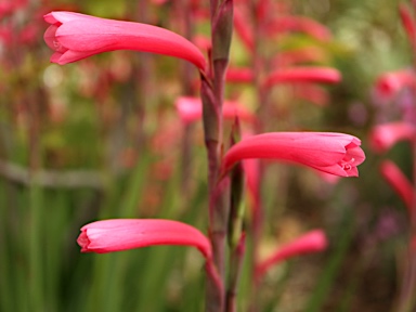 APII jpeg image of Watsonia aletroides  © contact APII