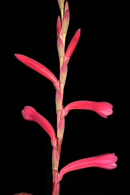 APII jpeg image of Watsonia aletroides  © contact APII