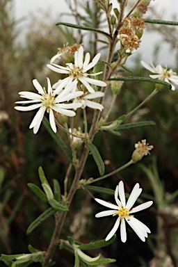 APII jpeg image of Olearia stenophylla  © contact APII