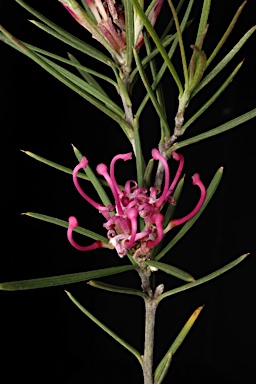 APII jpeg image of Grevillea confertifolia  © contact APII