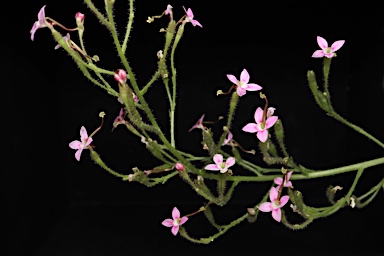 APII jpeg image of Stylidium eriorhizum  © contact APII