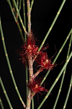 APII jpeg image of Allocasuarina gymnanthera  © contact APII