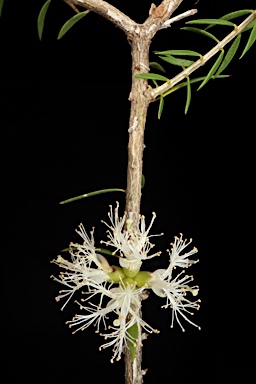 APII jpeg image of Melaleuca oxyphylla  © contact APII