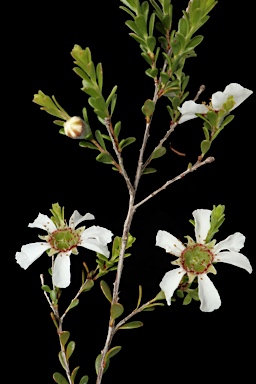 APII jpeg image of Leptospermum parvifolium  © contact APII