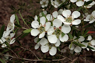 APII jpeg image of Leptospermum variabile  © contact APII