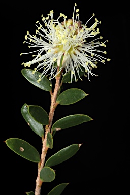 APII jpeg image of Melaleuca hnatiukii  © contact APII