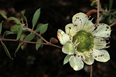 APII jpeg image of Leptospermum macrocarpum  © contact APII