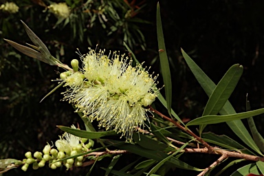 APII jpeg image of Callistemon salignus  © contact APII