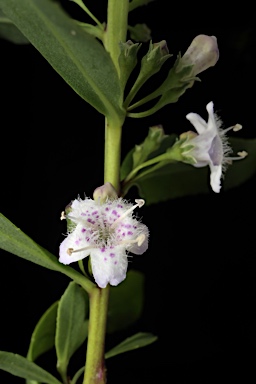 APII jpeg image of Myoporum caprarioides  © contact APII