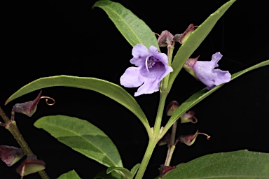 APII jpeg image of Prostanthera caerulea  © contact APII