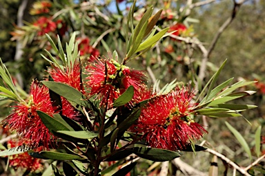 APII jpeg image of Callistemon polandii 'Lords Table'  © contact APII