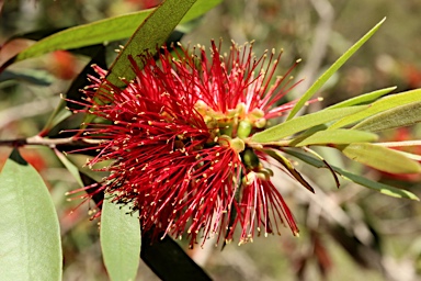 APII jpeg image of Callistemon polandii 'Lords Table'  © contact APII