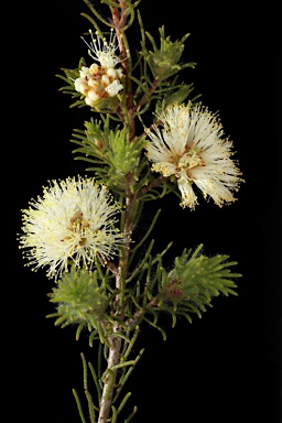 APII jpeg image of Melaleuca scabra  © contact APII