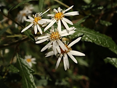 APII jpeg image of Olearia gravis  © contact APII