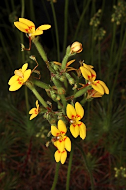 APII jpeg image of Stylidium galioides  © contact APII