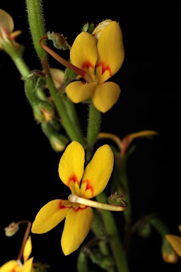 APII jpeg image of Stylidium galioides  © contact APII